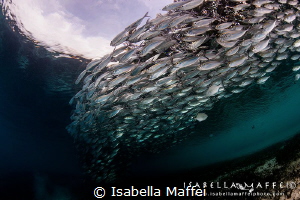"OCI"
Raja Ampat, a school of little fishes called "oci"... by Isabella Maffei 